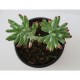 Planta crasulácea sedum praealtum