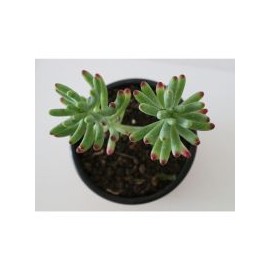 Planta crasulácea sedum praealtum