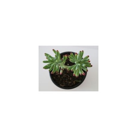 Planta crasulácea sedum praealtum
