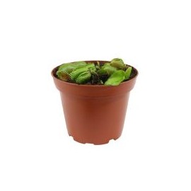 Planta carnivora venus atrapamoscas