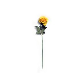Rosa  aterciopelada amarillo