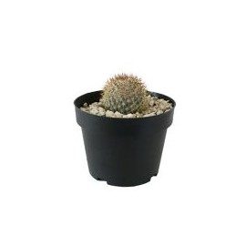 Planta cactus mammillaria pringlei