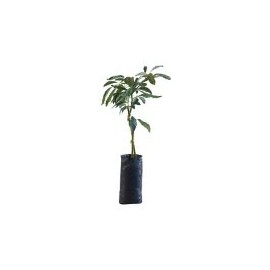 Planta aguacate hass b08