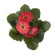 Planta Gerbera colores en maceta 6"