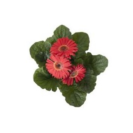 Planta Gerbera colores en maceta 6"