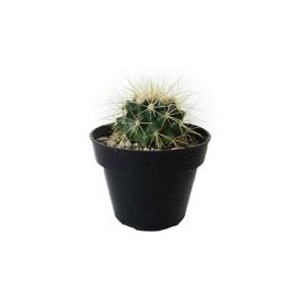 Planta cactus bola de oro