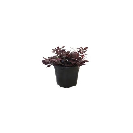 Planta alternanthera red