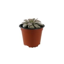 Plantas crasulácea elegans