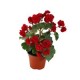 Planta begonia m6