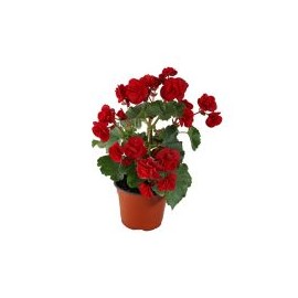 Planta begonia m6