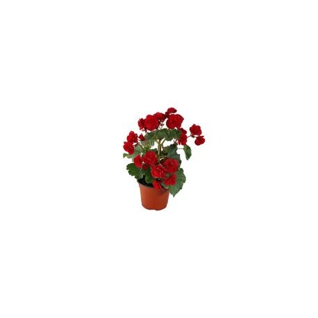 Planta begonia m6