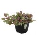 Planta ayube variegado m6