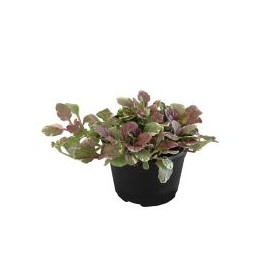 Planta ayube variegado m6