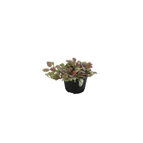 Planta ayube variegado m6
