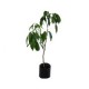 Planta lichi b03