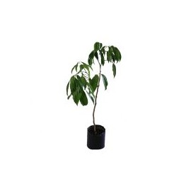 Planta lichi b03