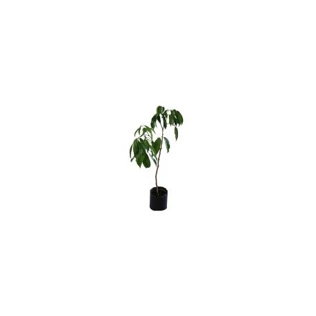 Planta lichi b03