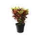 Planta croto petra m11