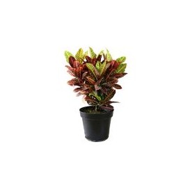 Planta croto petra m11