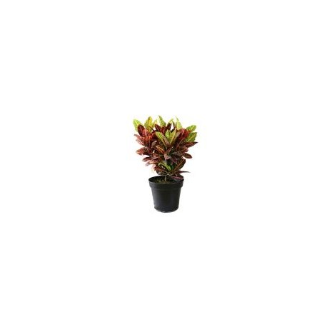 Planta croto petra m11