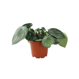 Planta cáscara de sandía