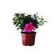 Planta Azalea Holandesa M6"