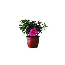 Planta Azalea Holandesa M6"