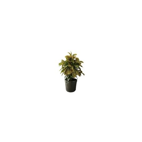 Planta croto petra gigante 15g