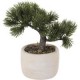 Bonsai 19Cm Hoja Pino