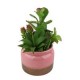 Arreglo Suculenta con Maceta Rosa 21 cm