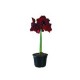 Planta Amaryllis M8"