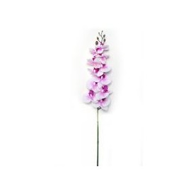 Orquídea crema morado