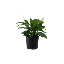 Planta cuna de Moisés