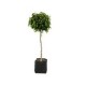 Planta ficus bola