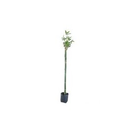 Planta bambu africano b08