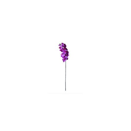 Orquídea  morada