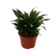 Planta dracena compacta