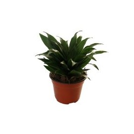 Planta dracena compacta