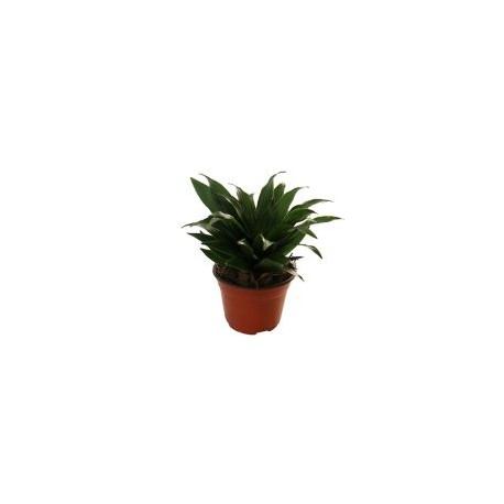Planta dracena compacta