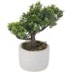 Bonsai 19Cm Hoja Boj