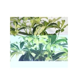 Planta arboricola mini gold