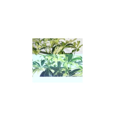 Planta arboricola mini gold