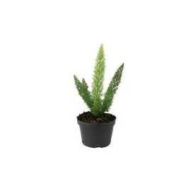 Planta esparrago cola de zorro