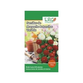 Semillas de margarita botoncitos