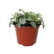 Planta fitonia colores m5"