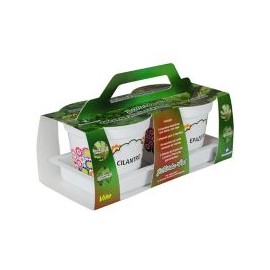 Hierba pepazote/cilantro