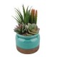 Arreglo Suculenta con Maceta Turquesa 21 cm