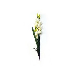 Orquídea con raíz y hojas crema